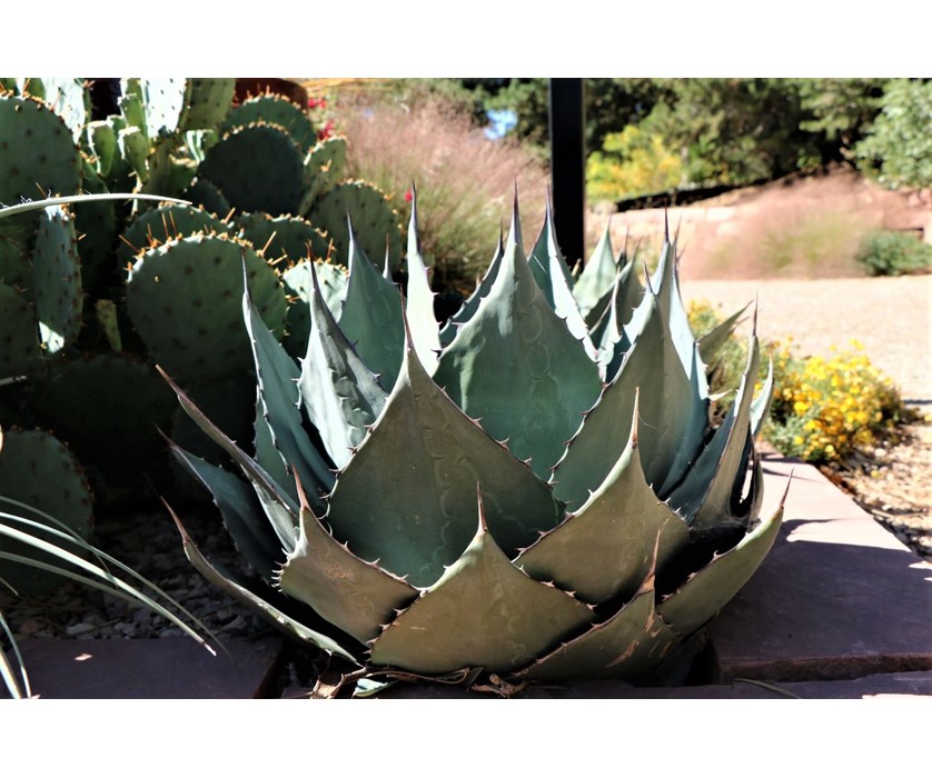 Havard's Century Plant